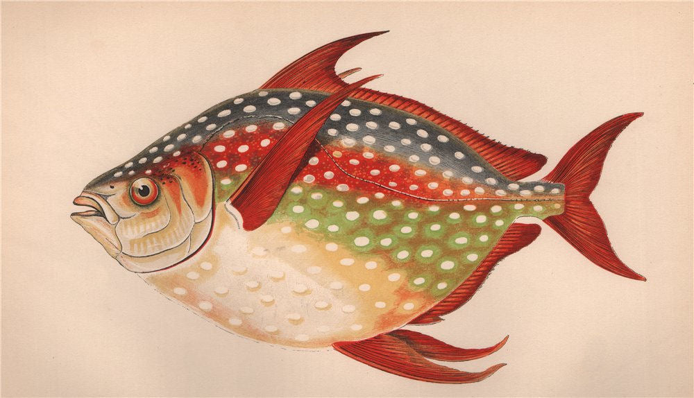 OPAH. Lampris guttatus, moonfish, redfin ocean pan,Jerusalem haddock. COUCH 1862